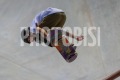 Alessandro-Mazzara-Foto-Bisi-GMT-BISI0310